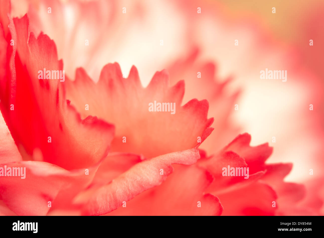 pink carnation flower petals Stock Photo Alamy