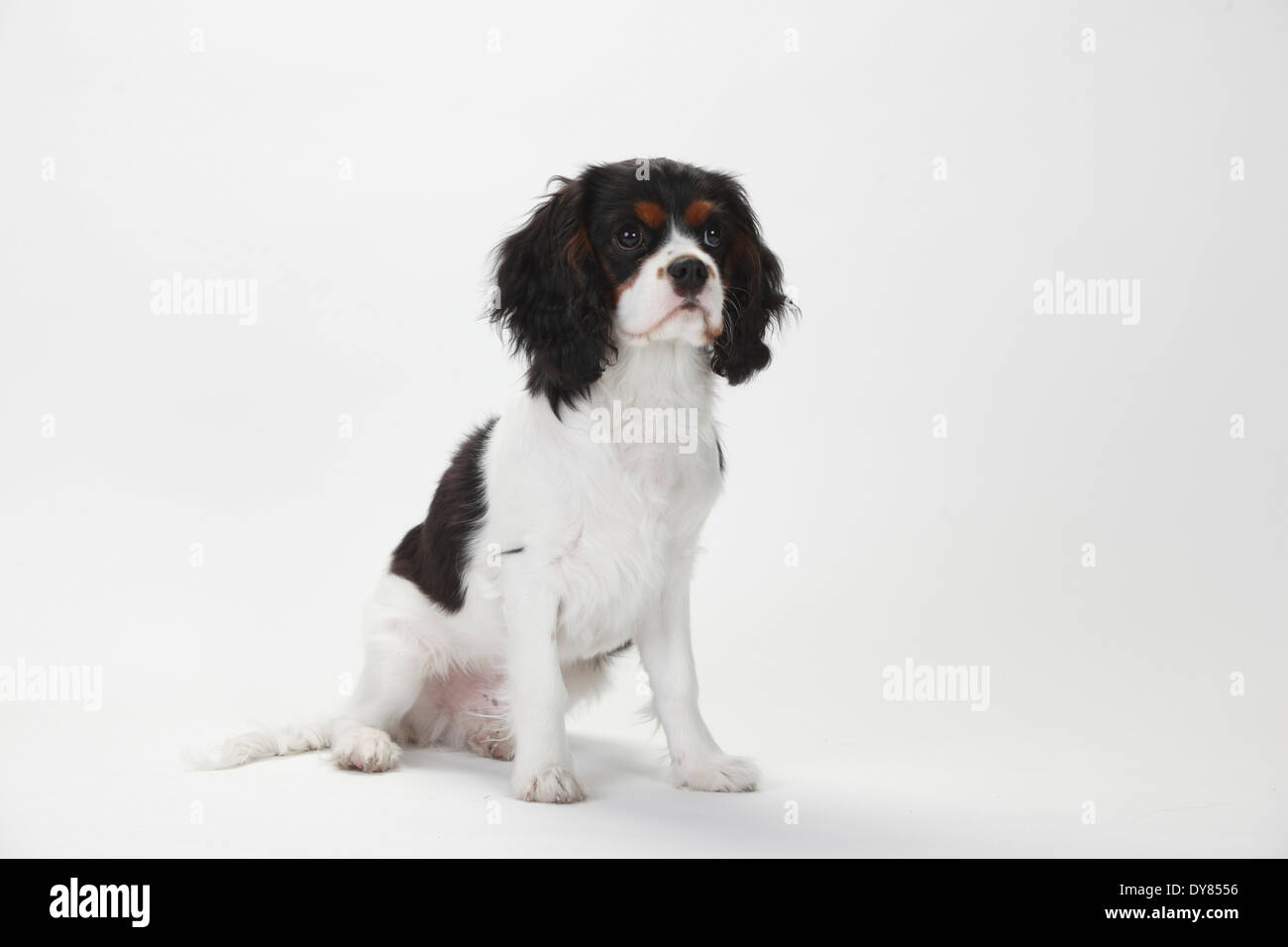 Royal Canin Cavalier King Charles Puppy Dry Dog Food edu.svet.gob.gt