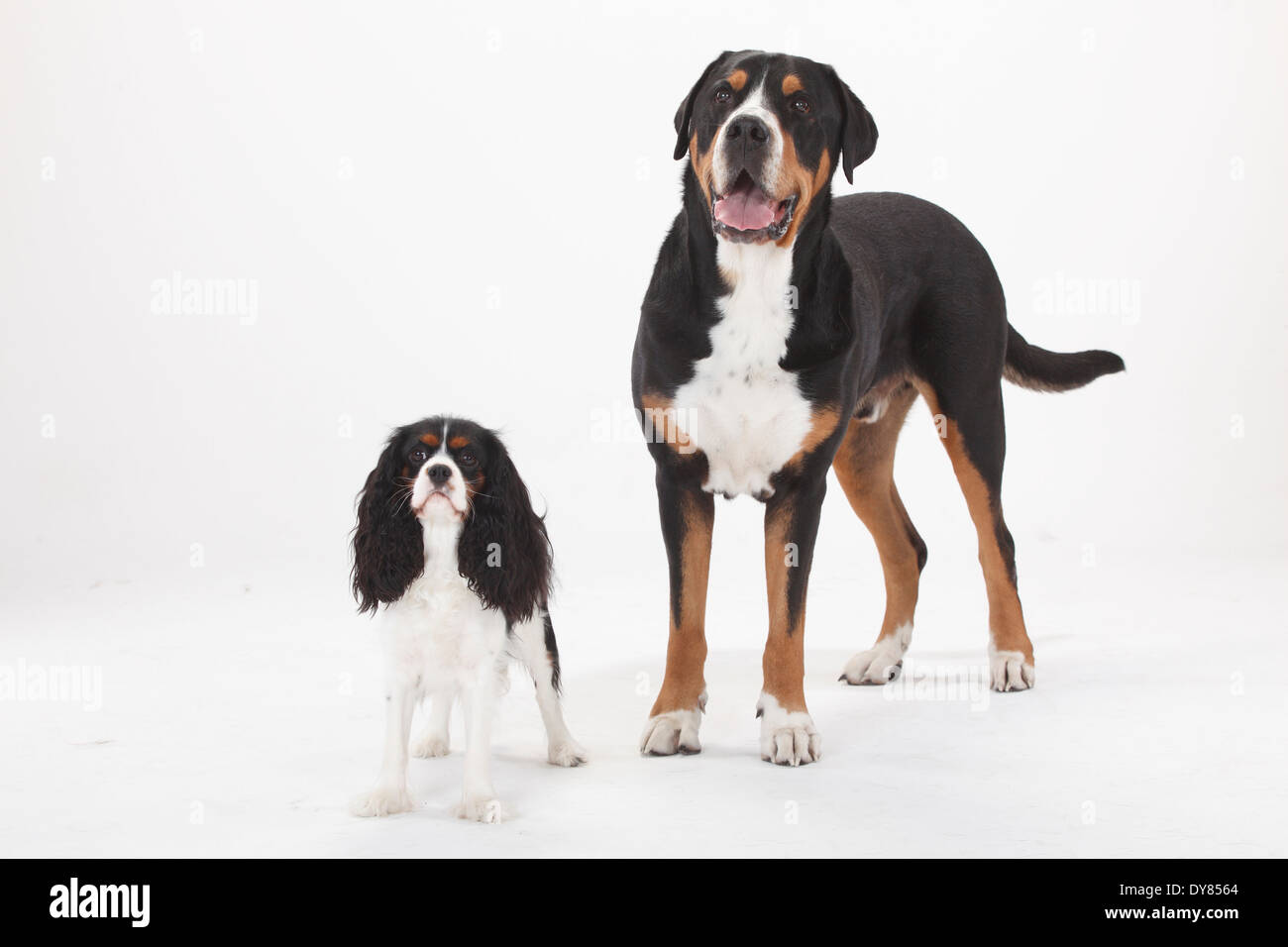 Greater Swiss Mountain Dog Male And Cavalier King Charles