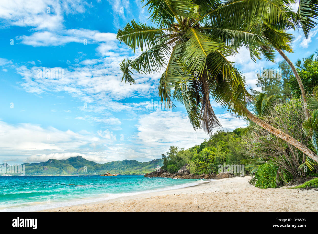 tropical beach with palm and turquoise sea Stock Photo
