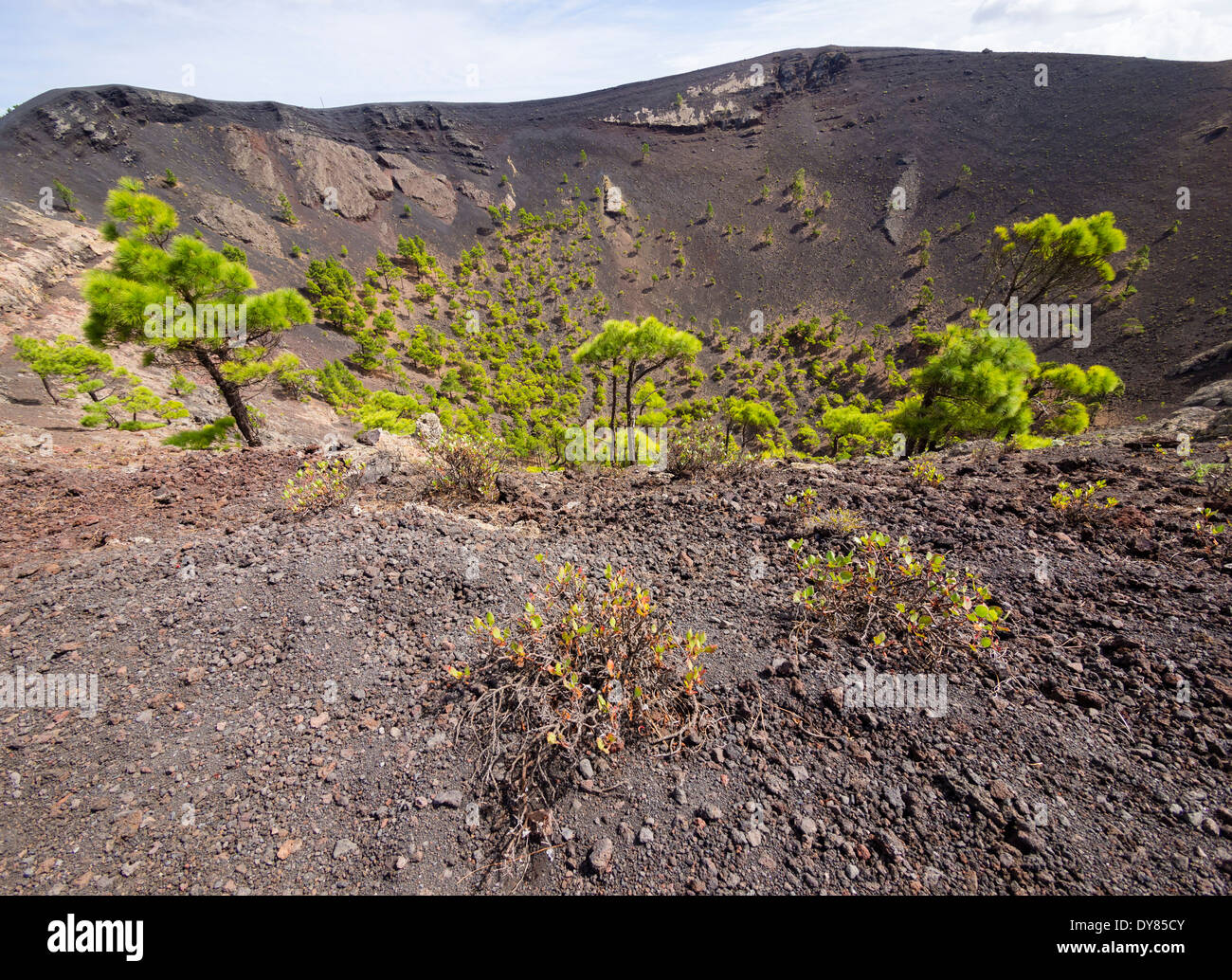 Pine trees grow in the crater of the volcano San Antonio close to the ...