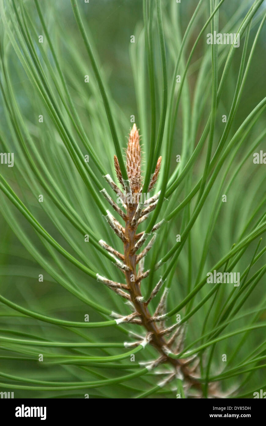 Pinus pinea, Umbrella Pine. Conifer. Foliage and young cone. Stock Photo