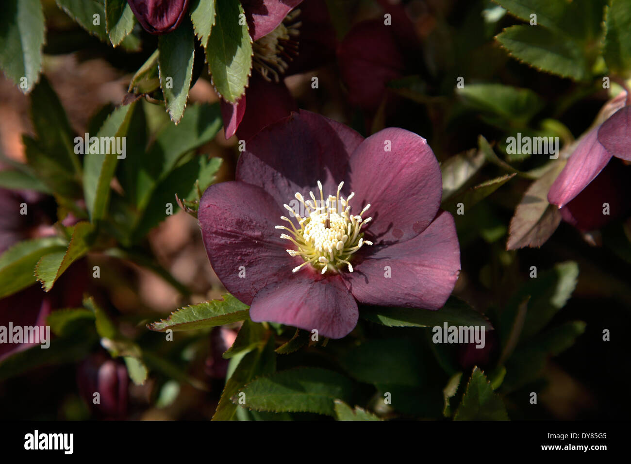 Purple Flower Yellow Center High Resolution Stock Photography And Images Alamy