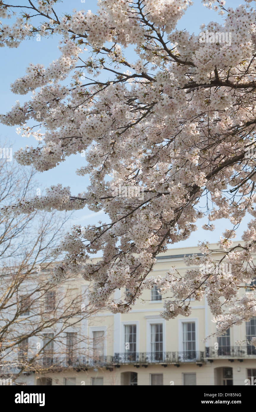 Palest Pink Cherry Blossom with a backdrop of Regency Town Houses.  Spring time in Imperial Square, Cheltenham, Gloucestershire. Stock Photo