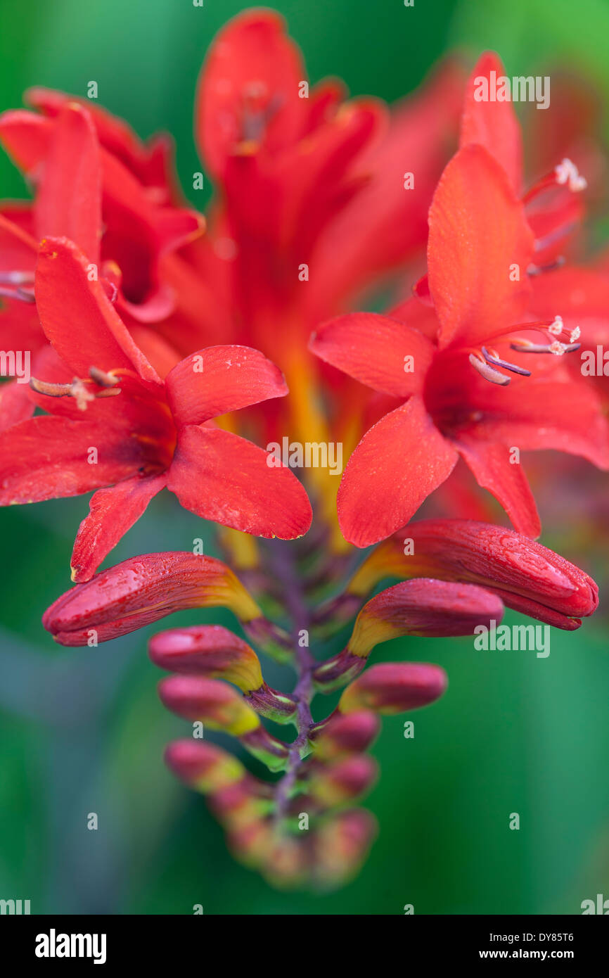 Close up of Crocosmia Lucifer, Montbretia. Perennial, September. Bright red flower. Stock Photo