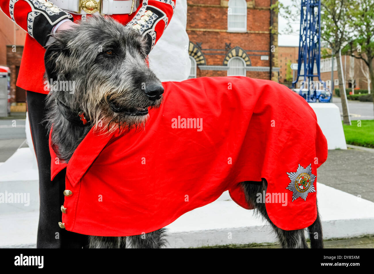 Holywood, Northern Ireland. 9 Apr 2014 - Domhnall (pronounced 'Donal'), the Irish Guards’ 16th Regimental Mascot Irish Wolfhound wears the coat presented to him yesterday by the Irish President, Michael D. Higgins in Windsor during his state visit to the UK.  Accompanying him is his handler, Drummer David Steed. Credit:  Stephen Barnes/Alamy Live News Stock Photo