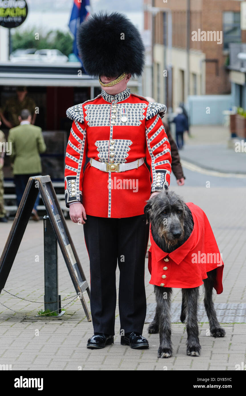 Holywood, Northern Ireland. 9 Apr 2014 - Domhnall (pronounced 'Donal'), the Irish Guards’ 16th Regimental Mascot Irish Wolfhound wears the coat presented to him yesterday by the Irish President, Michael D. Higgins in Windsor during his state visit to the UK.  Accompanying him is his handler, Drummer David Steed. Credit:  Stephen Barnes/Alamy Live News Stock Photo