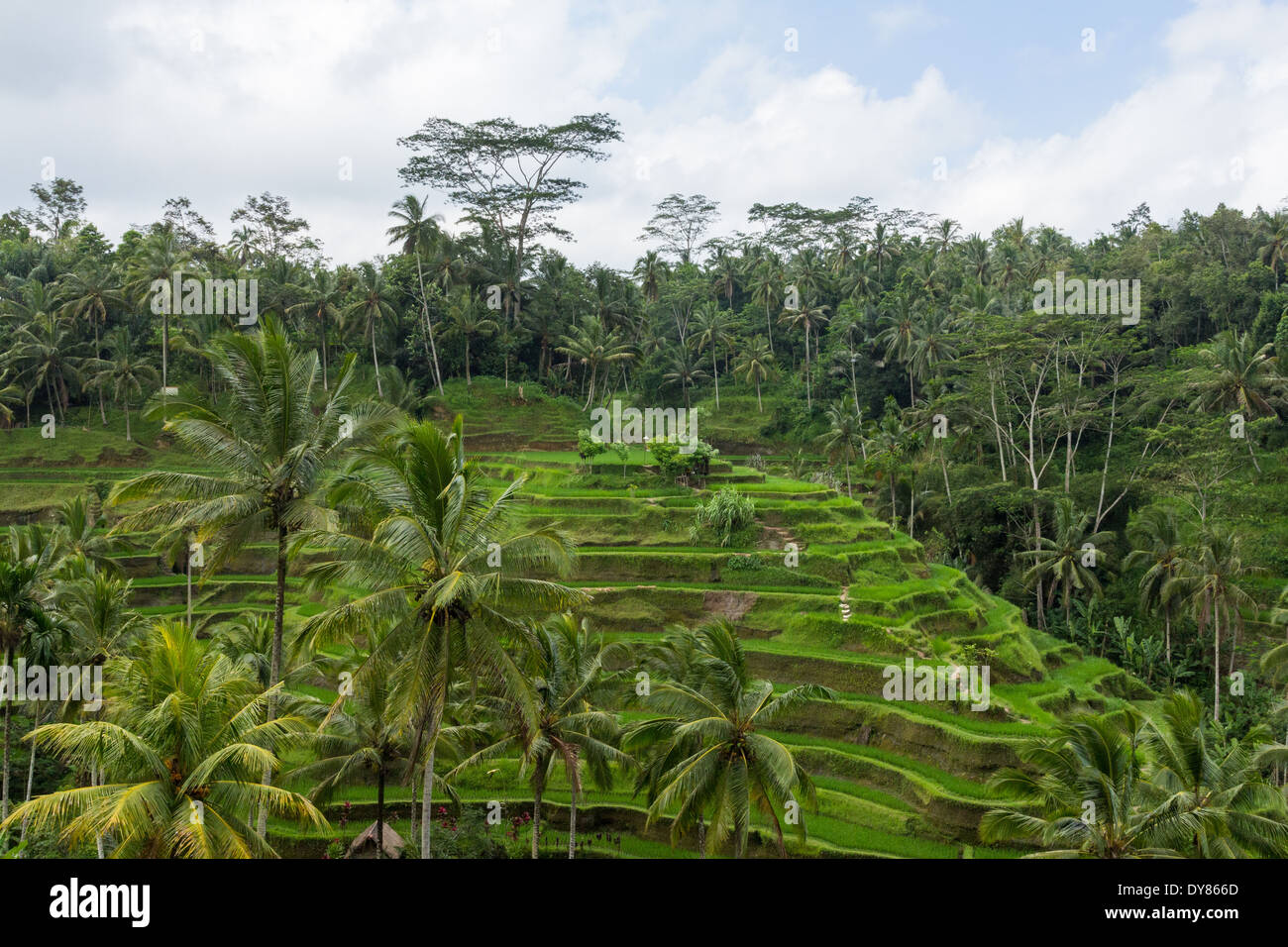 Tegalalang Rice Terrace is one of the famous tourist objects in Bali ...