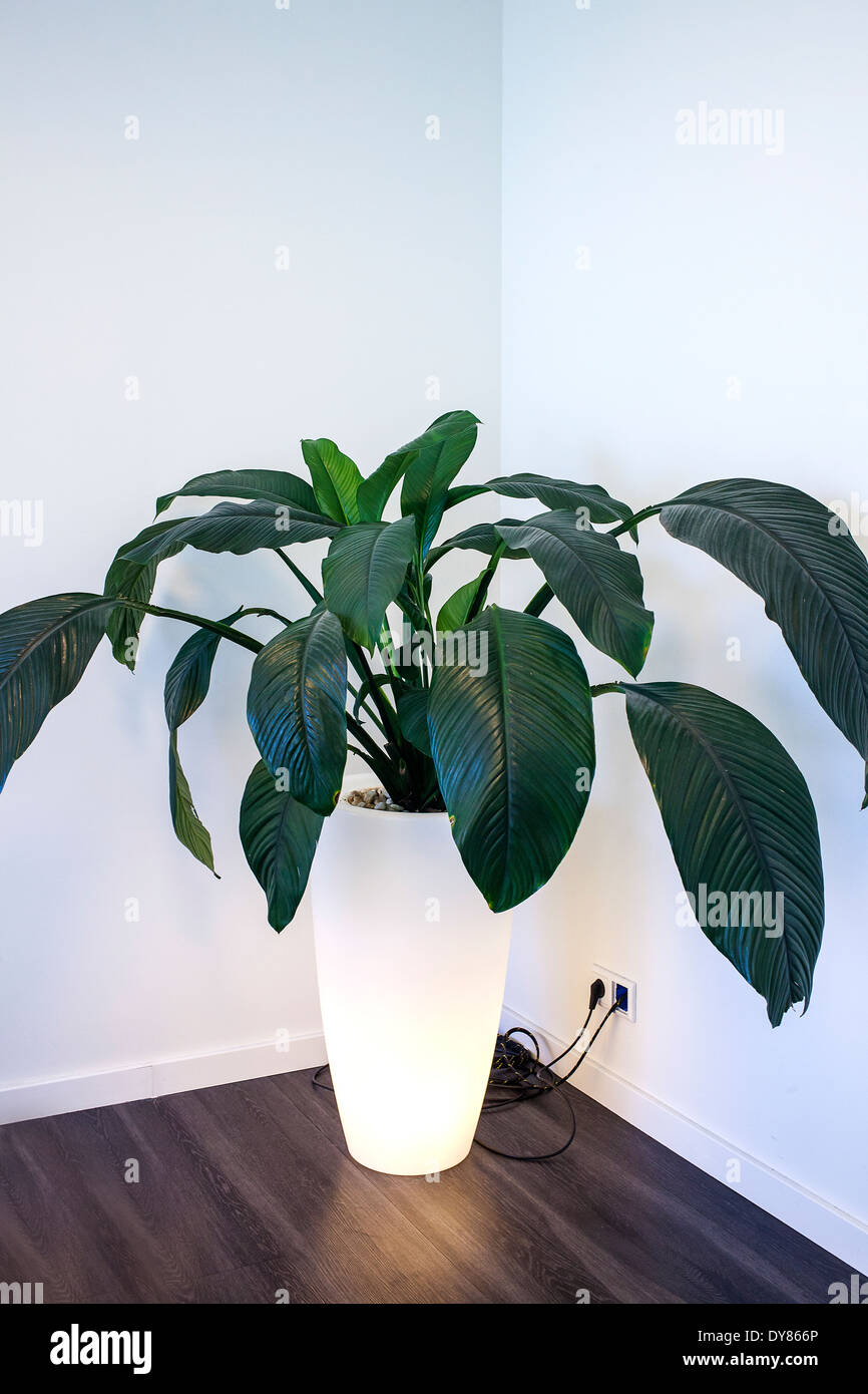 Living plant in pot with lamp Stock Photo