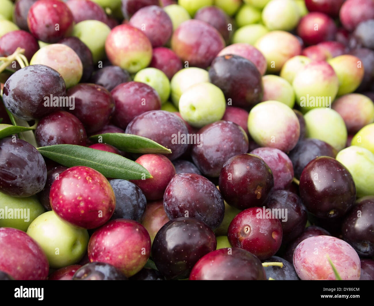 Colorful fresh olives Stock Photo Alamy