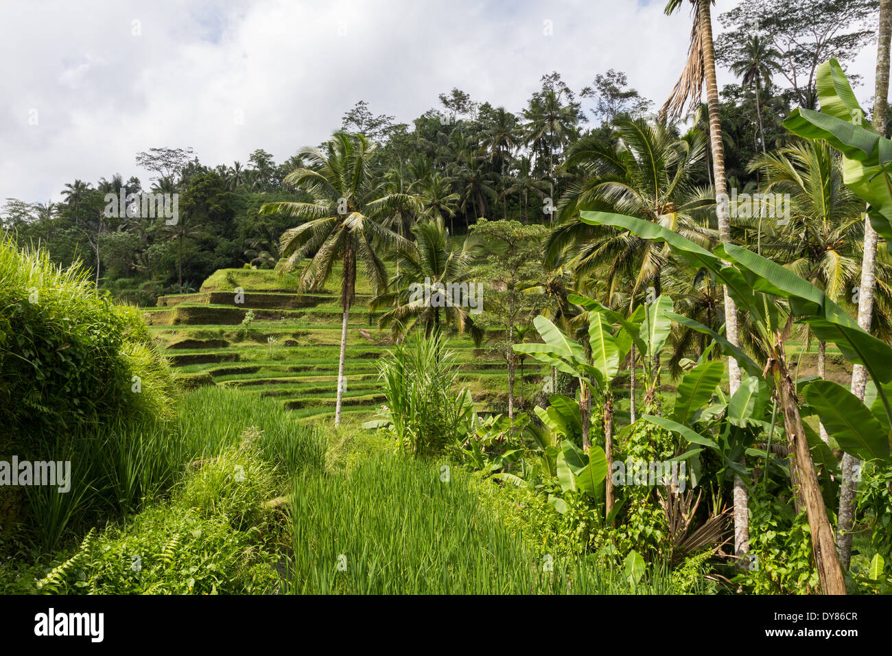 Tegalalang Rice Terrace is one of the famous tourist objects in Bali situated in Tegalalang Village, Bali, Indonesia. Stock Photo