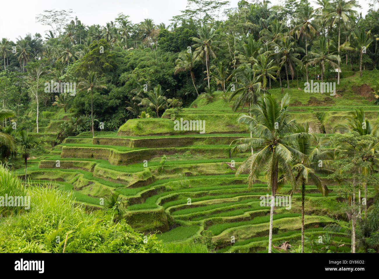 Tegalalang Rice Terrace is one of the famous tourist objects in Bali situated in Tegalalang Village, Bali, Indonesia. Stock Photo