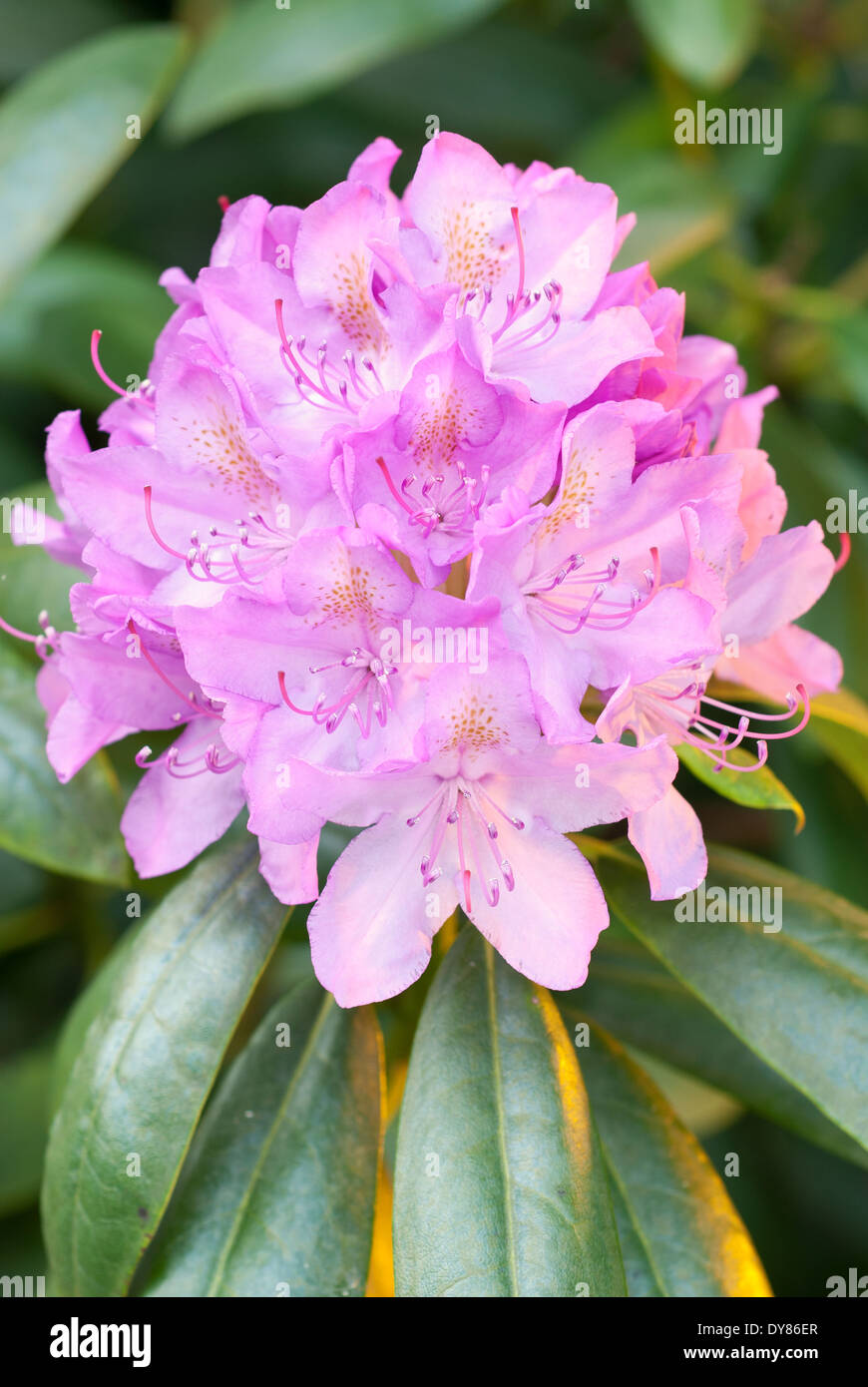 Rhododendron Roseum Elegans, Rhodo. Shrub, May. Pink flowers. Stock Photo