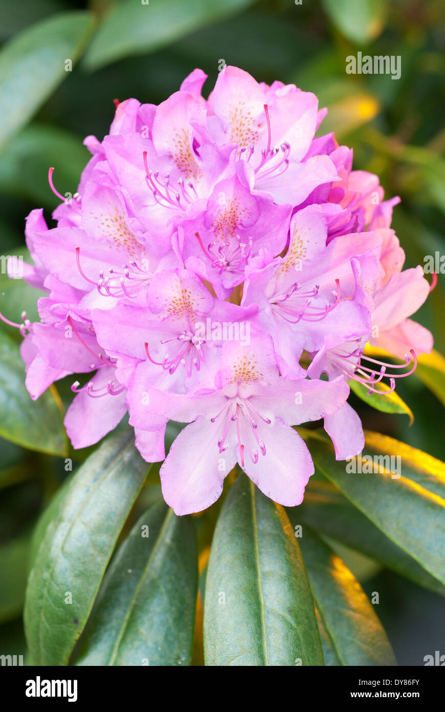 Rhododendron Roseum Elegans, Rhodo. Shrub, May. Pink flowers. Stock Photo