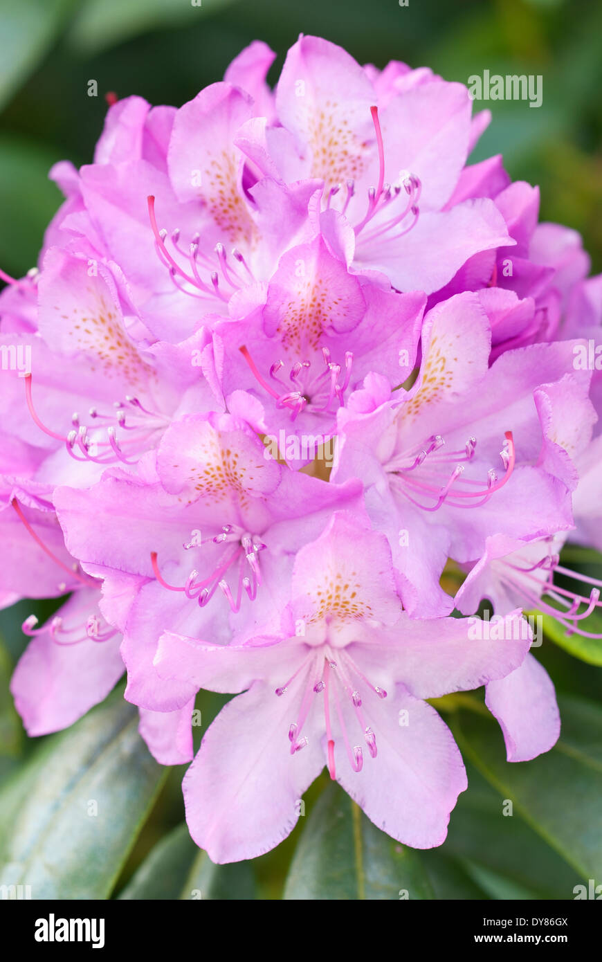 Rhododendron Roseum Elegans, Rhodo. Shrub, May. Pink flowers. Stock Photo