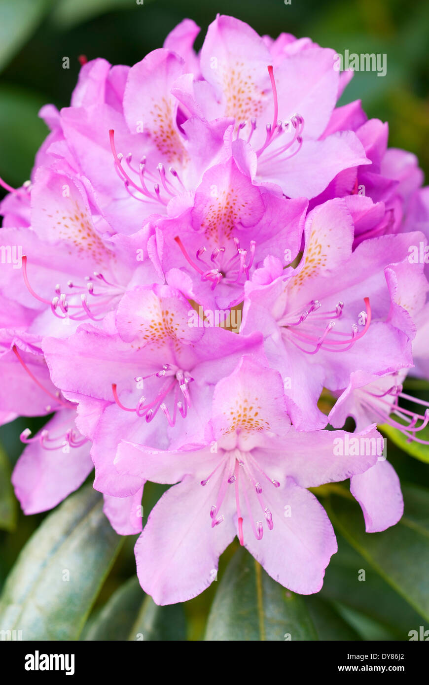 Rhododendron Roseum Elegans, Rhodo. Shrub, May. Pink flowers. Stock Photo