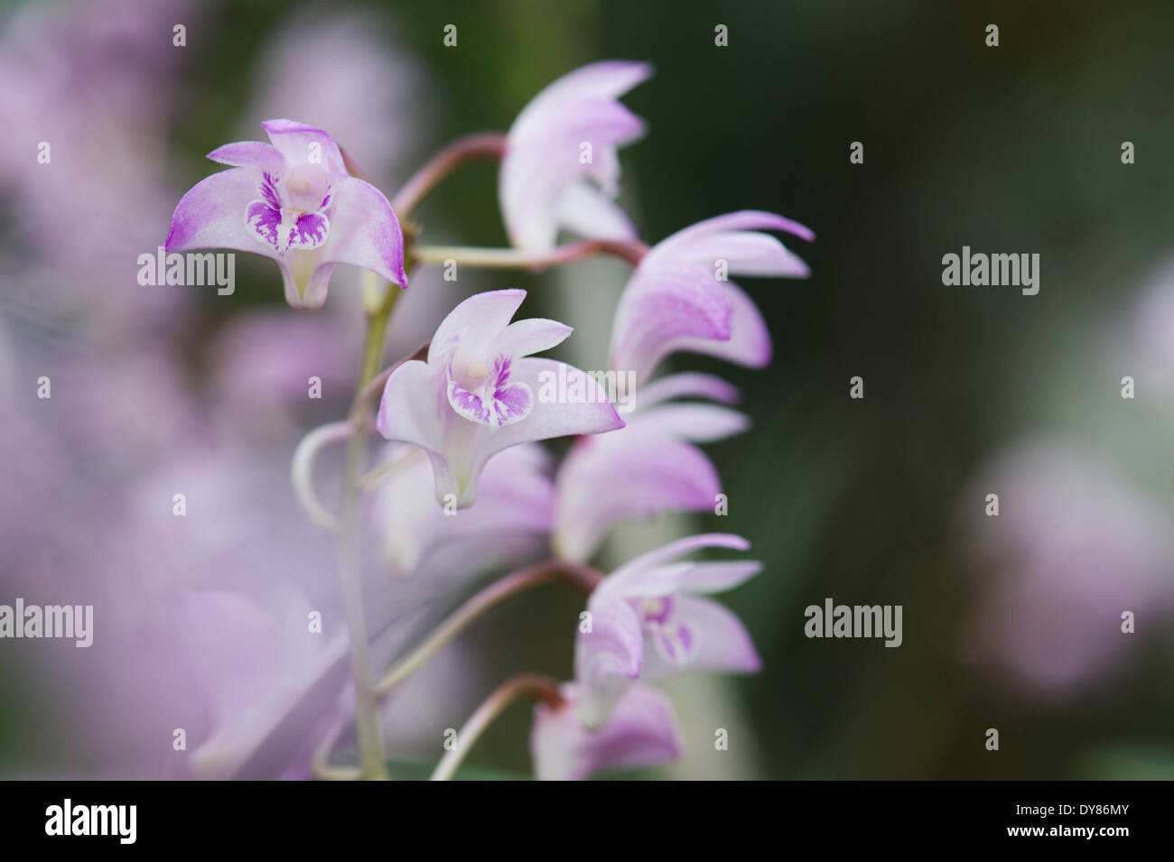 Dendrobium kingianum. Pink Rock Orchid Stock Photo