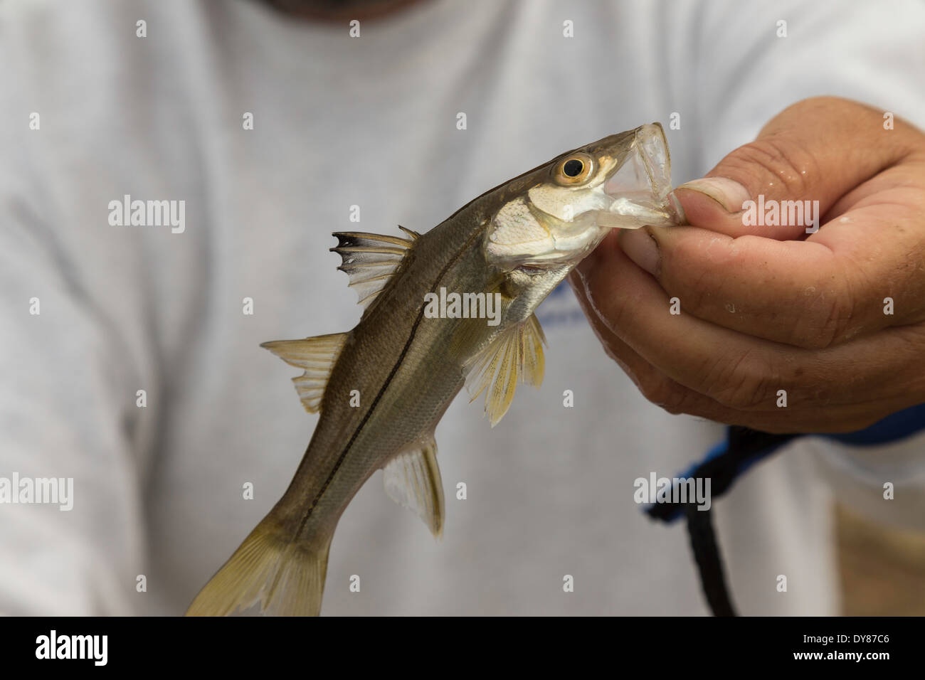Angler Holding a Young Snook Fish's Mouth, FL, USA Stock Photo
