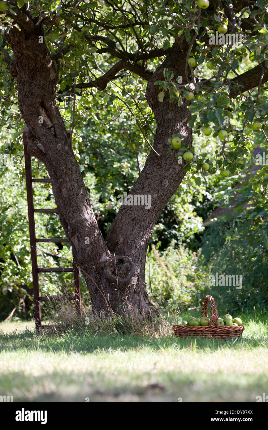 Basket apples under apple tree hires stock photography and images Alamy