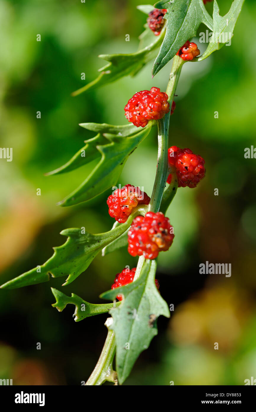 Germany, Berries of leafy goosefoot Stock Photo