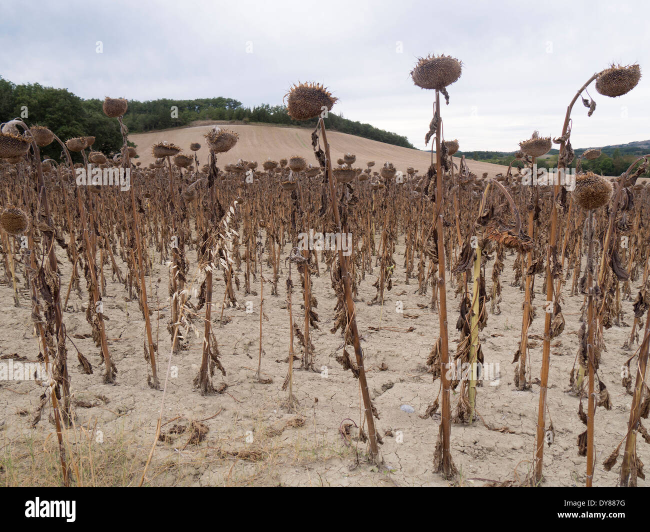 Dead sunflowers ready for harvesting look like prisoners waiting for