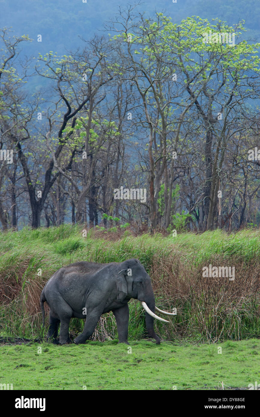 Tusker - at Kaziranga National Park Stock Photo