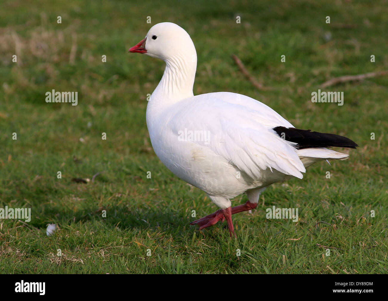 Snow Goose (Chen caerulescens) walking in a spring meadow Stock Photo