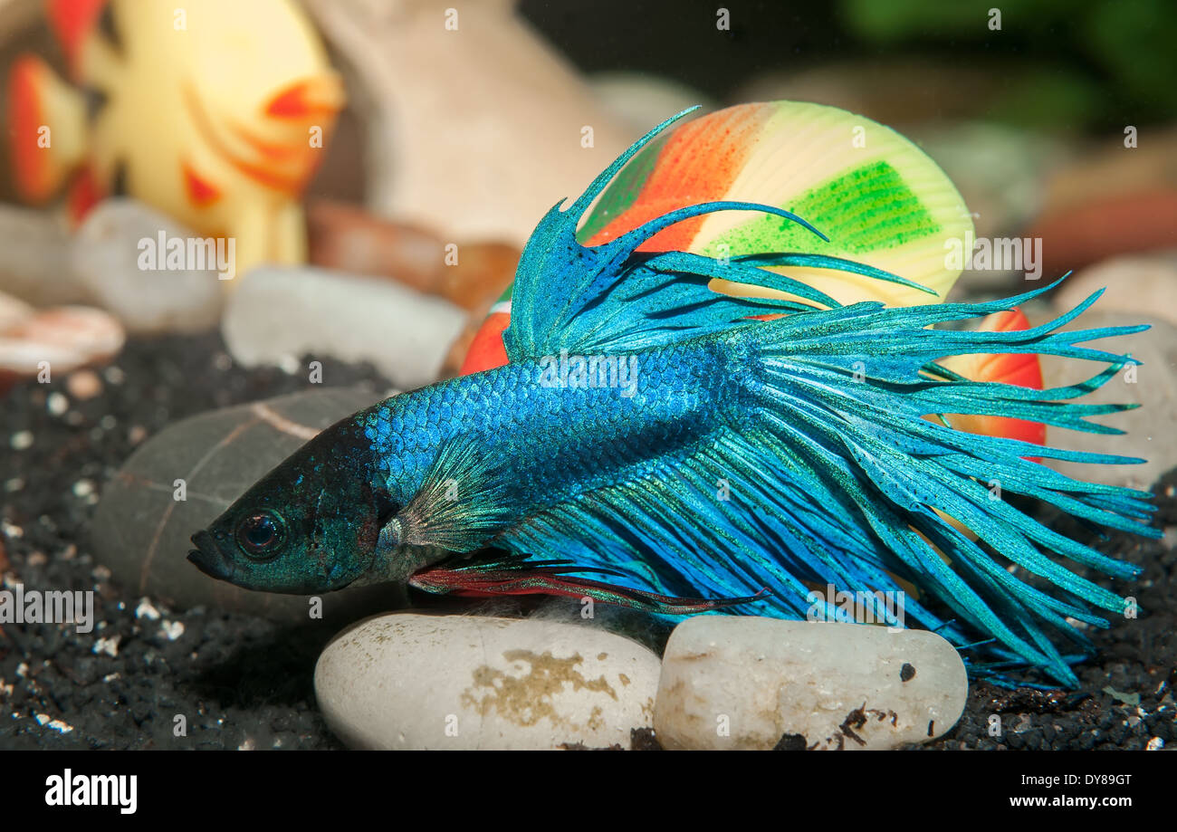 Male Betta splendens blue in aquarium Stock Photo