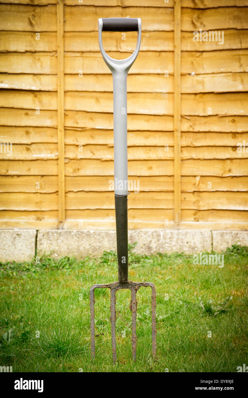 A four pronged metal garden fork is pictured stuck in a lawn Stock