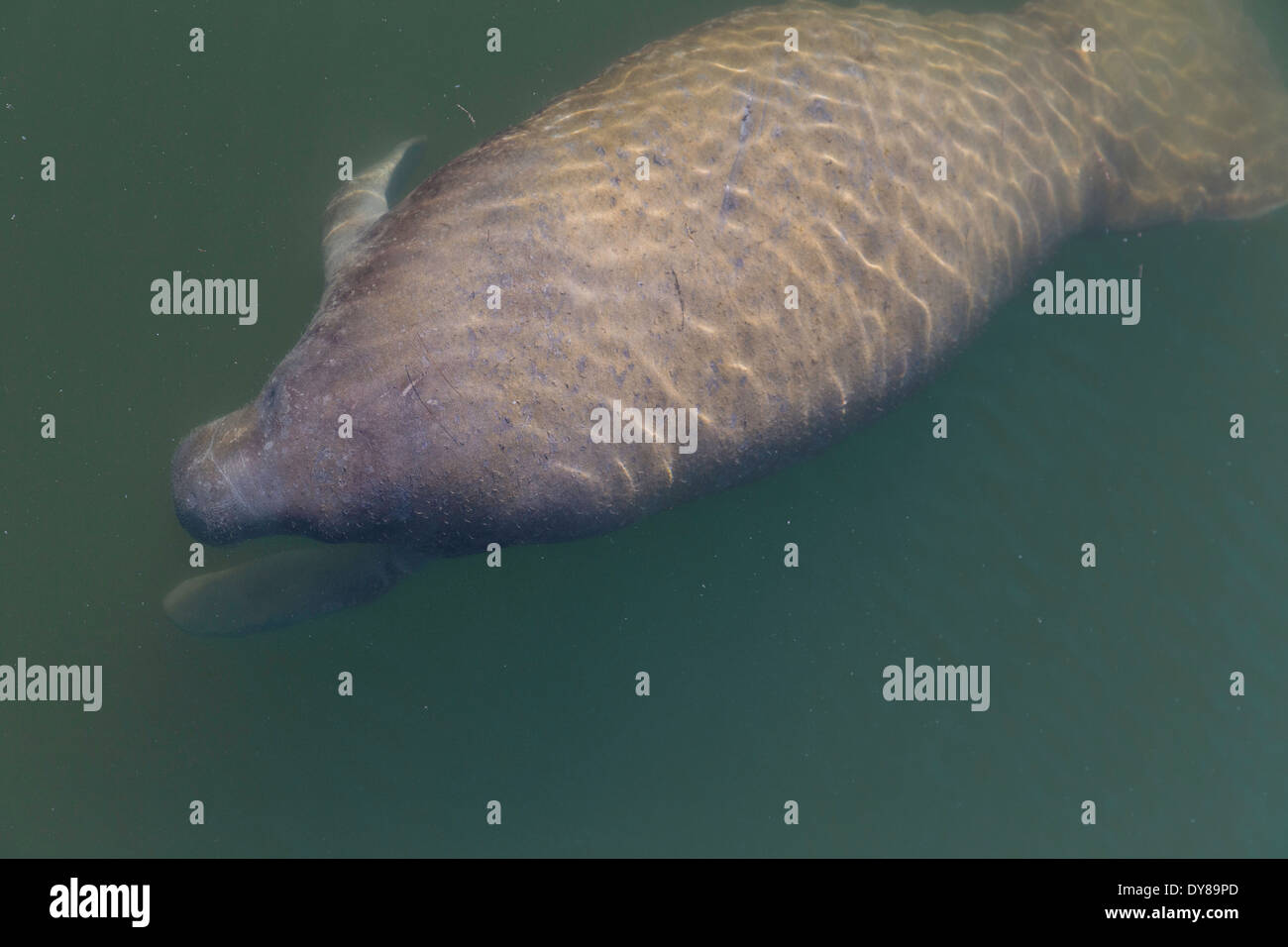 Baby Manatee Just Below the Water Surface, Tampa Bay, FL, USA Stock Photo