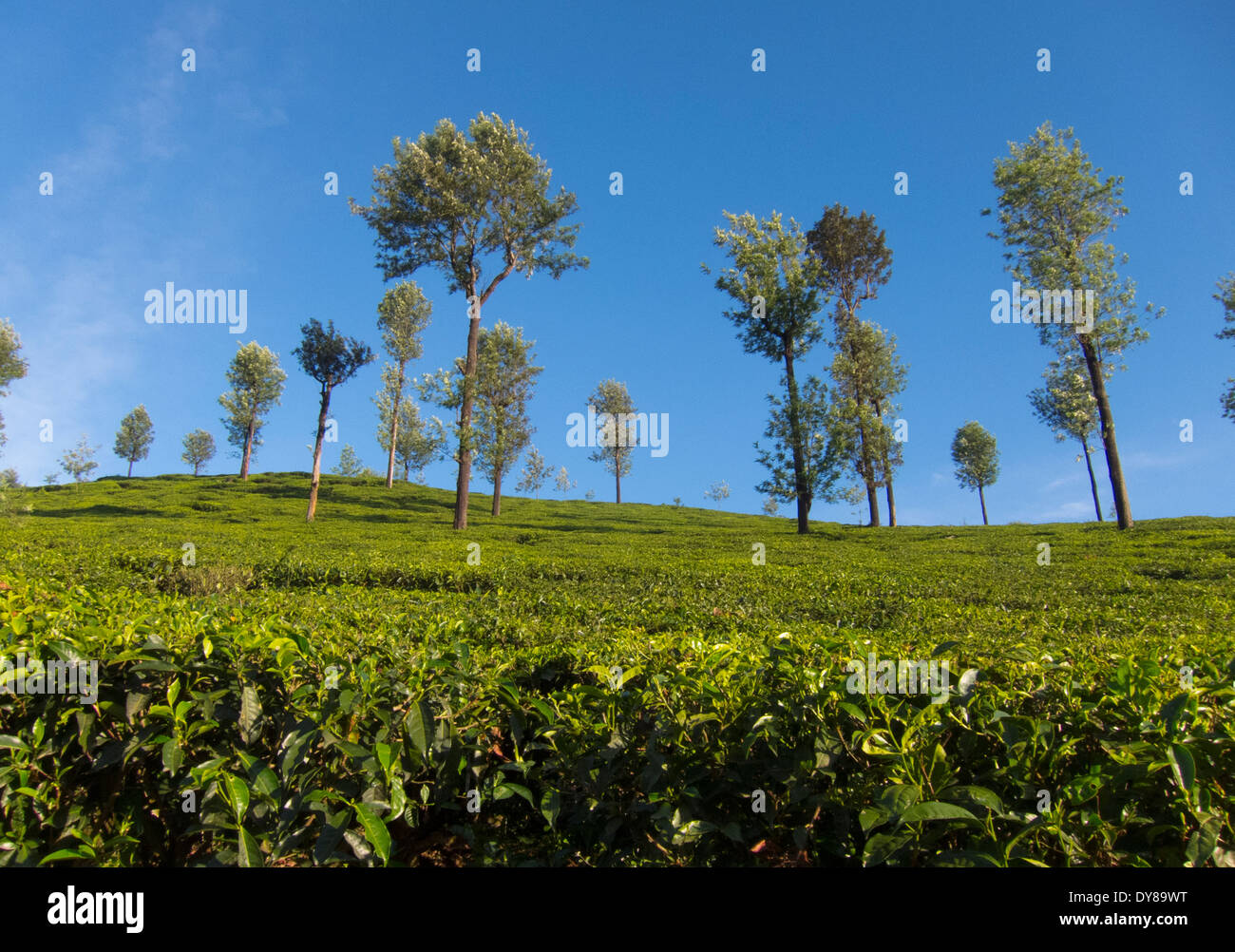 Tea estate at Valparai (Tamil Nadu, India) Stock Photo