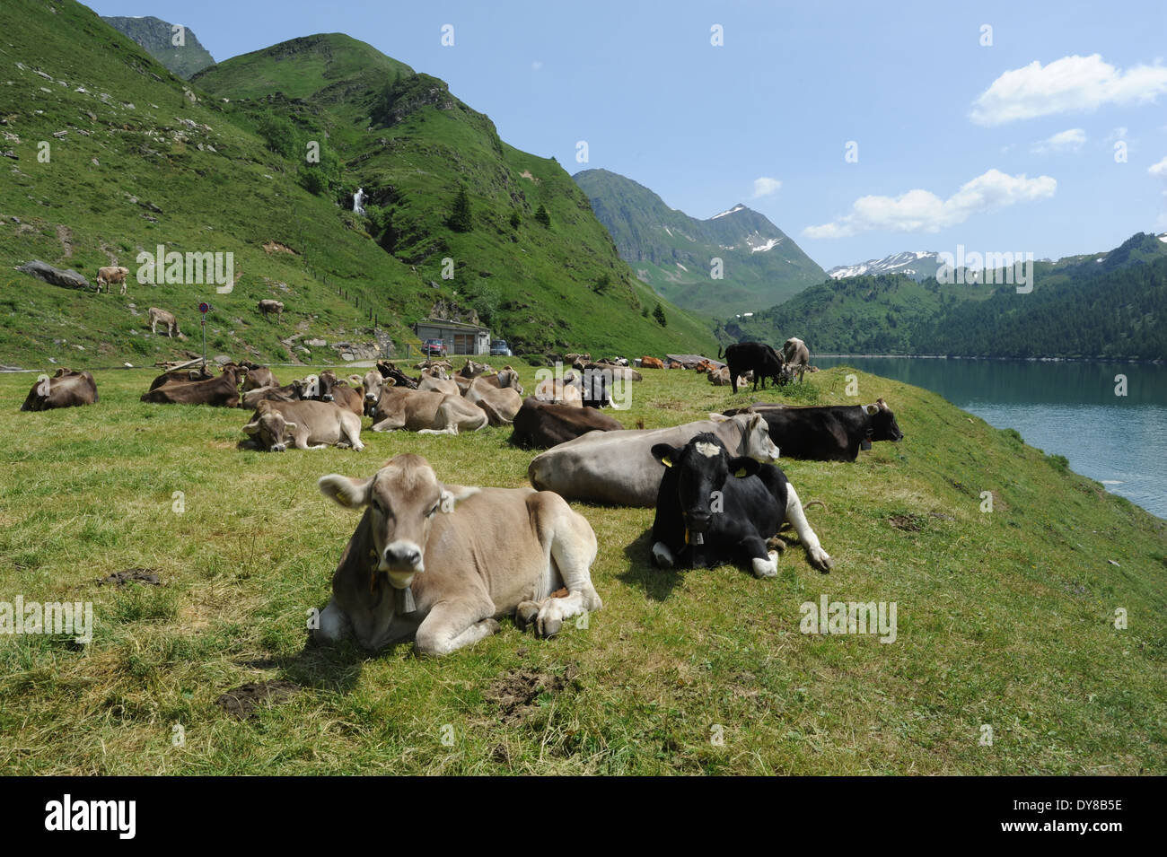 Switzerland, Ticino, Ritom, Piora, lake, cows, lie Stock Photo