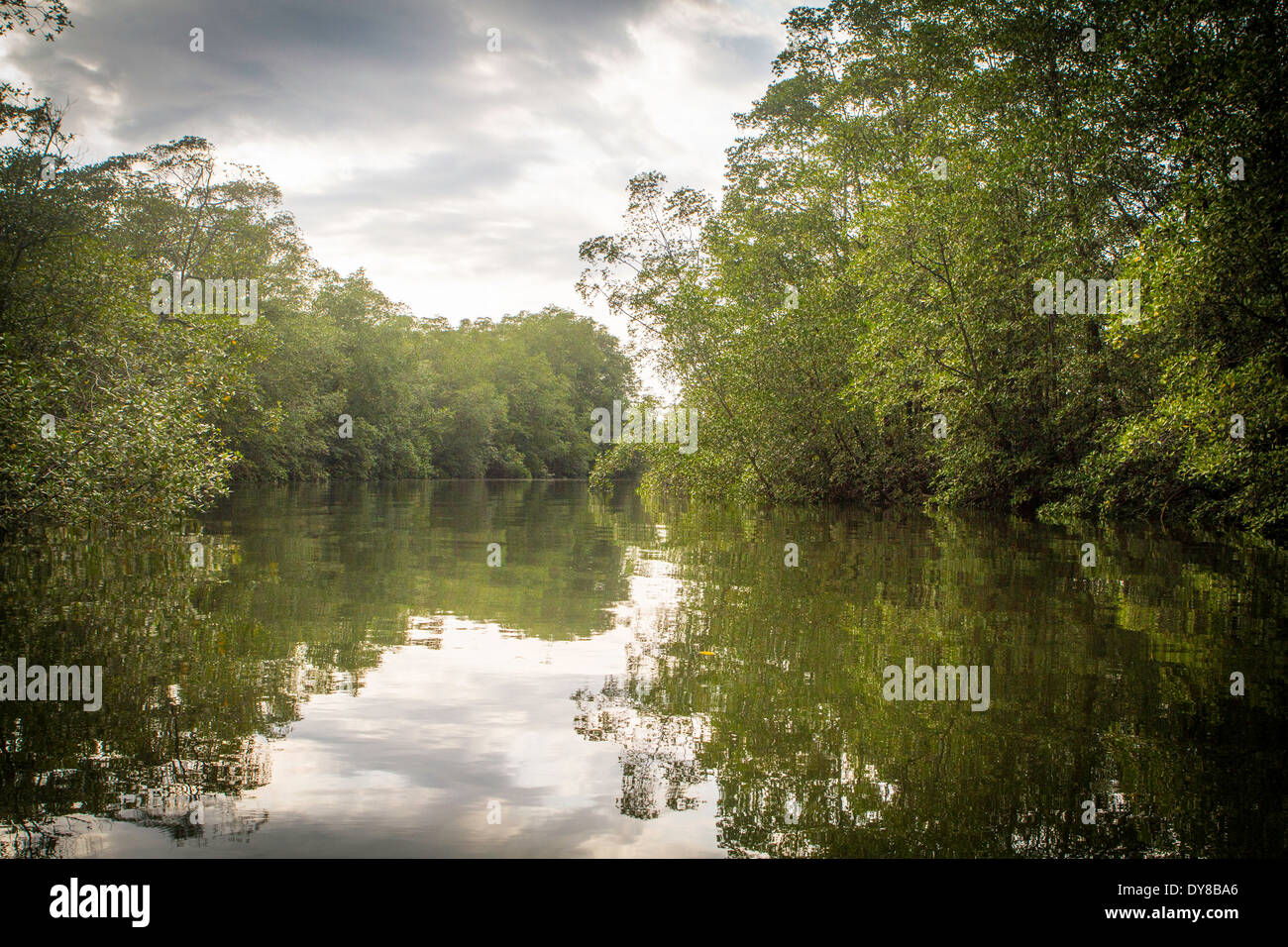 River winding through mangrove forest near Golfo Dulce, Costa Rica Stock Photo