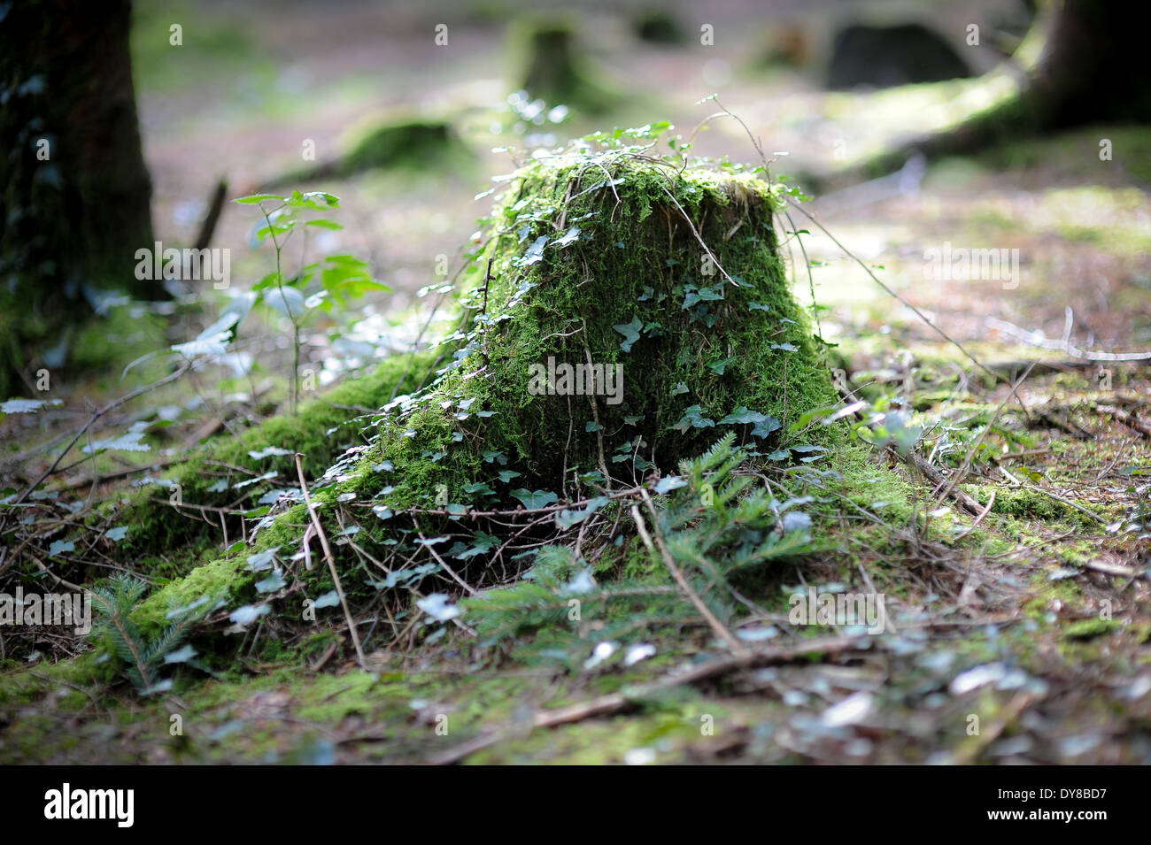 Tree stump covered with moss and ivy Stock Photo