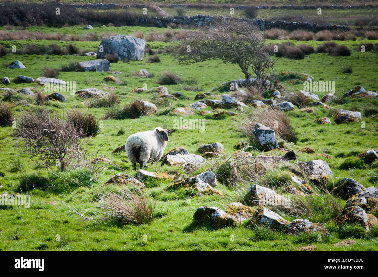 Sheep in a typical west of Ireland stony green field Stock Photo