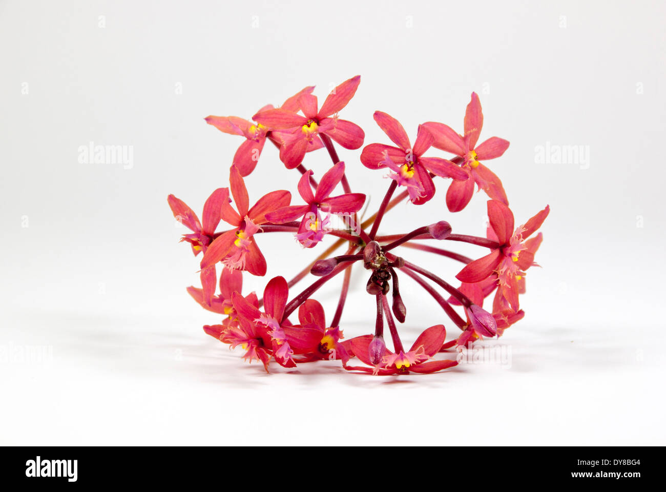 sprig of pink flowers from the eipdendrum orchid Stock Photo