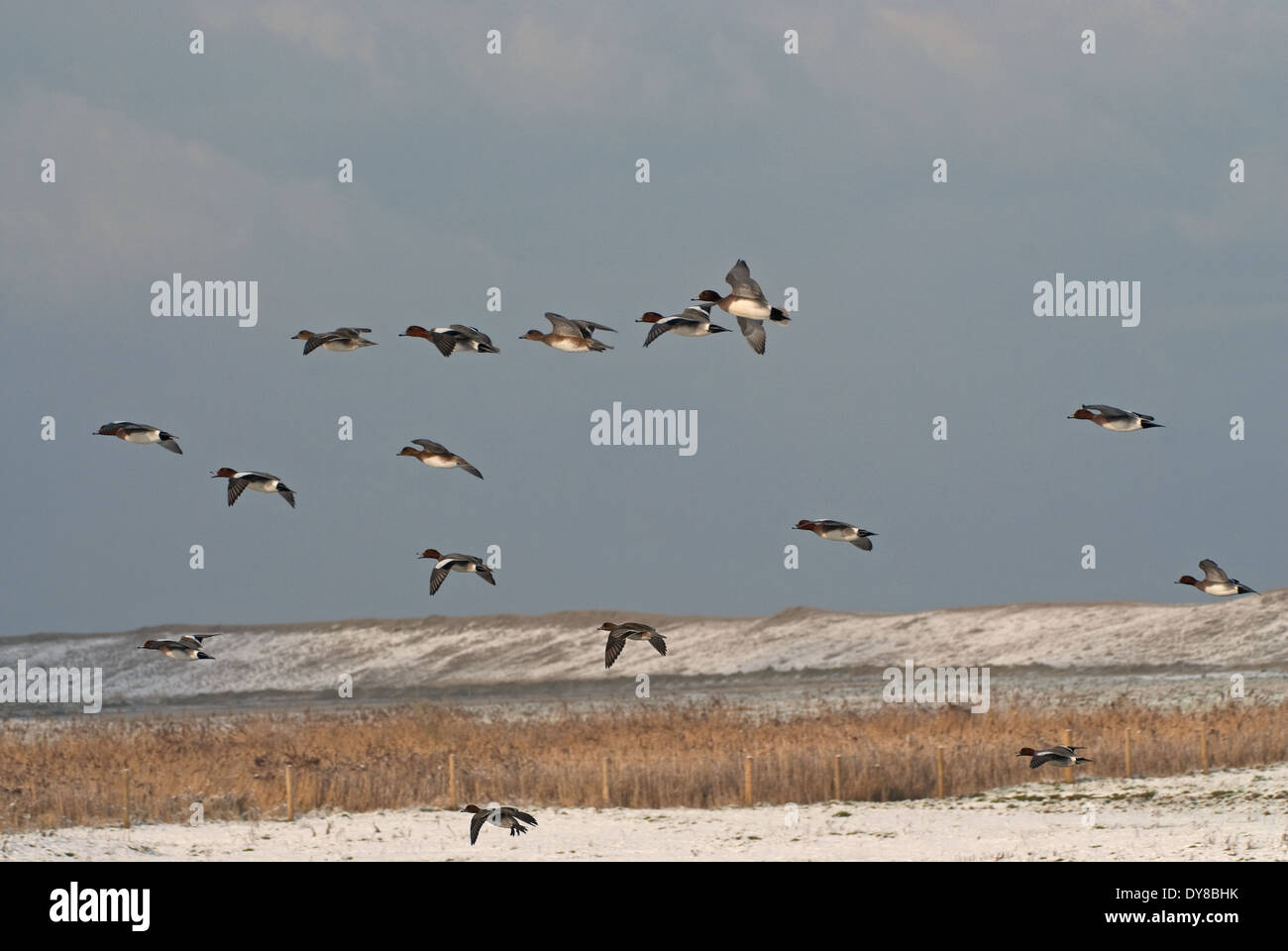 European Wigeon (Anas penelope) flying over coastal marsh in Britain during winter snows Stock Photo