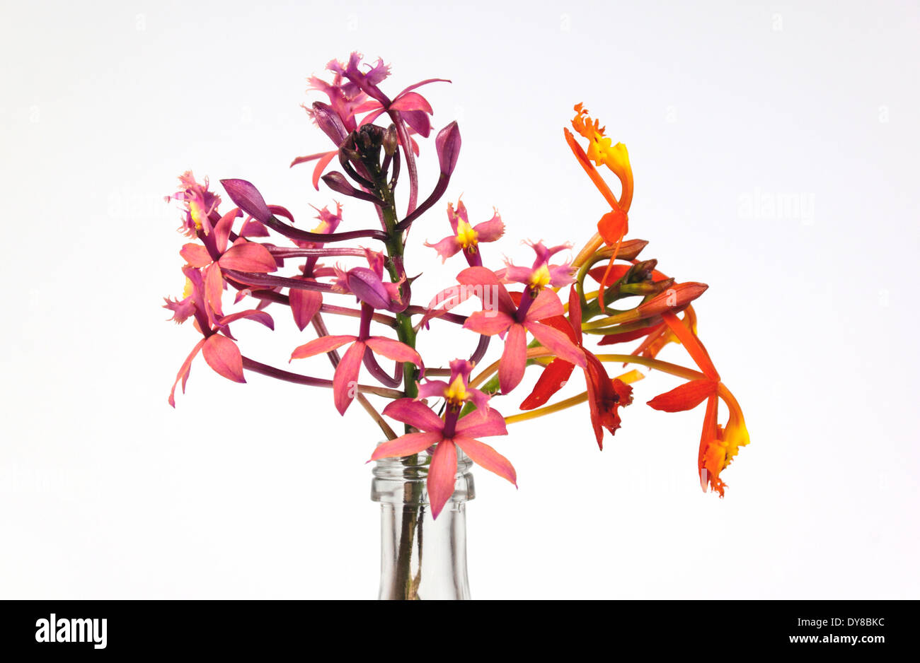 sprigs of pink and orange flowers from the epidendrum orchid Stock Photo