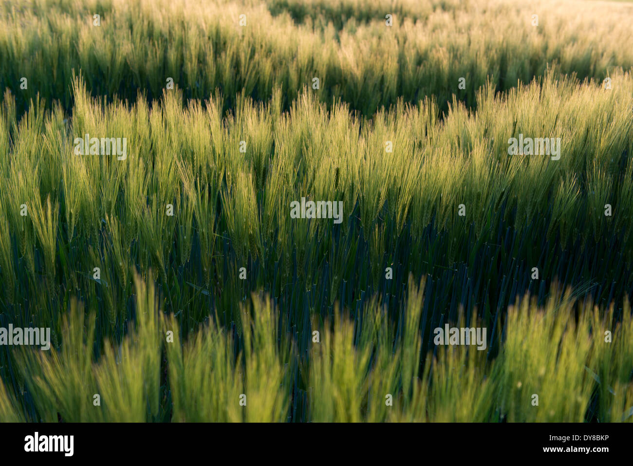 Evening, fruit, grain field, light, shade, husks, structure, wheat, wheat field, ear, agriculture Stock Photo
