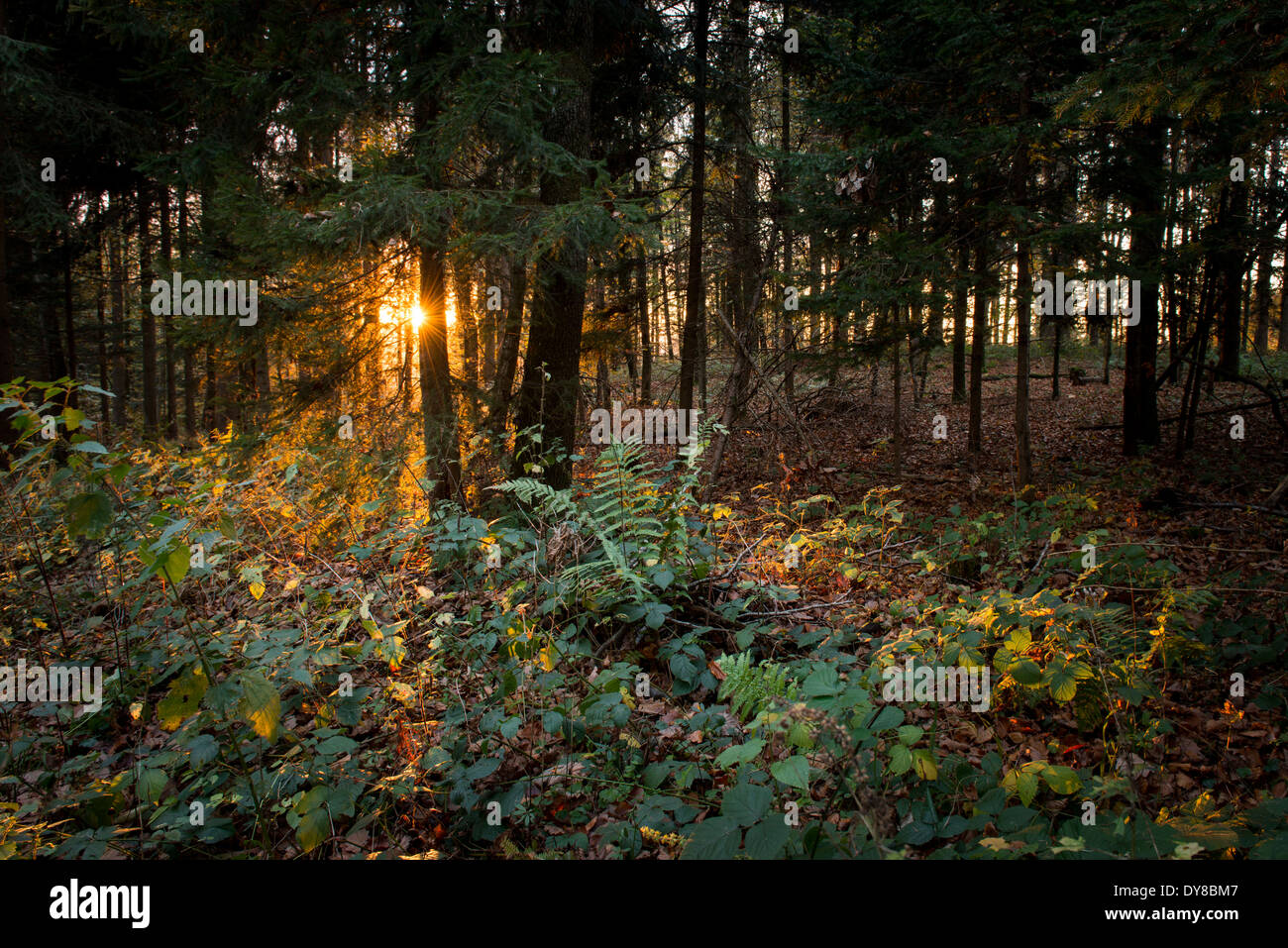 Evening, evening mood, trees, fern, light, sun, sunray, vegetation, wood, forest, Stock Photo