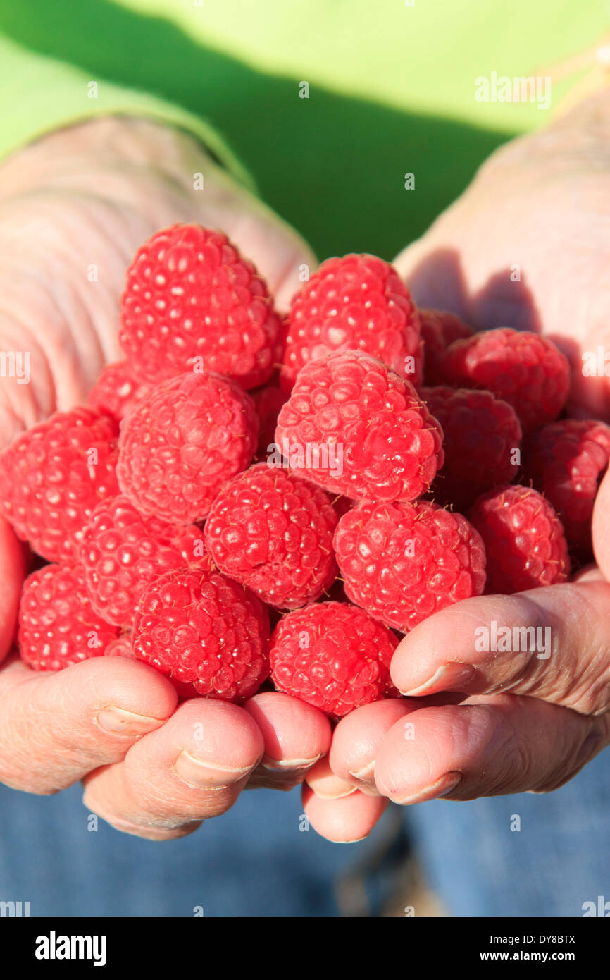 food, berries, fresh, fruit, hand, health, nutrition, raspberries, raw food Stock Photo