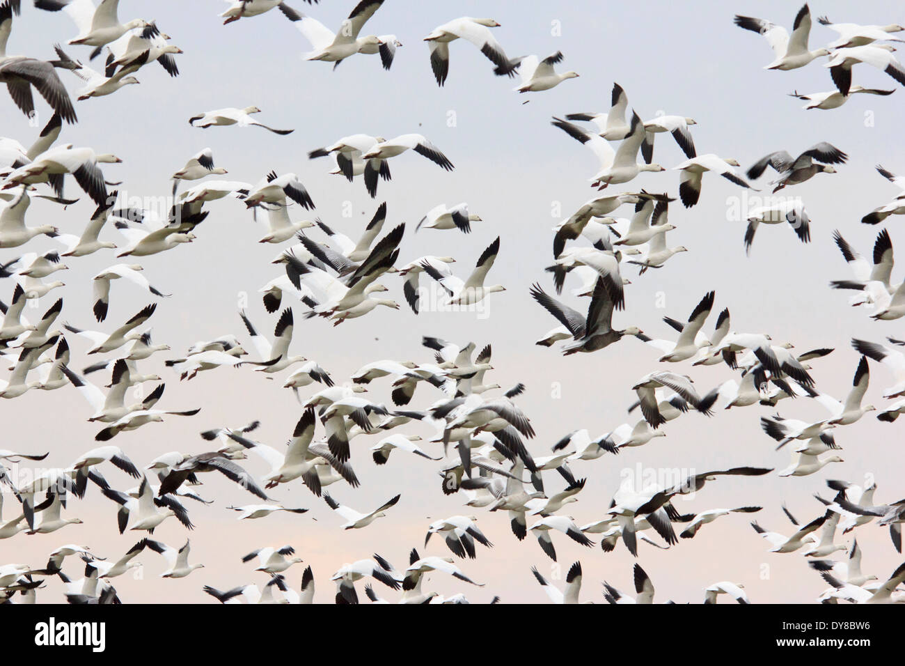 Chen caerulescens, geese, Hagerman, Lake Texoma, Snow Goose, Texas, TX, USA, United States, America, swarm, flying, birds Stock Photo