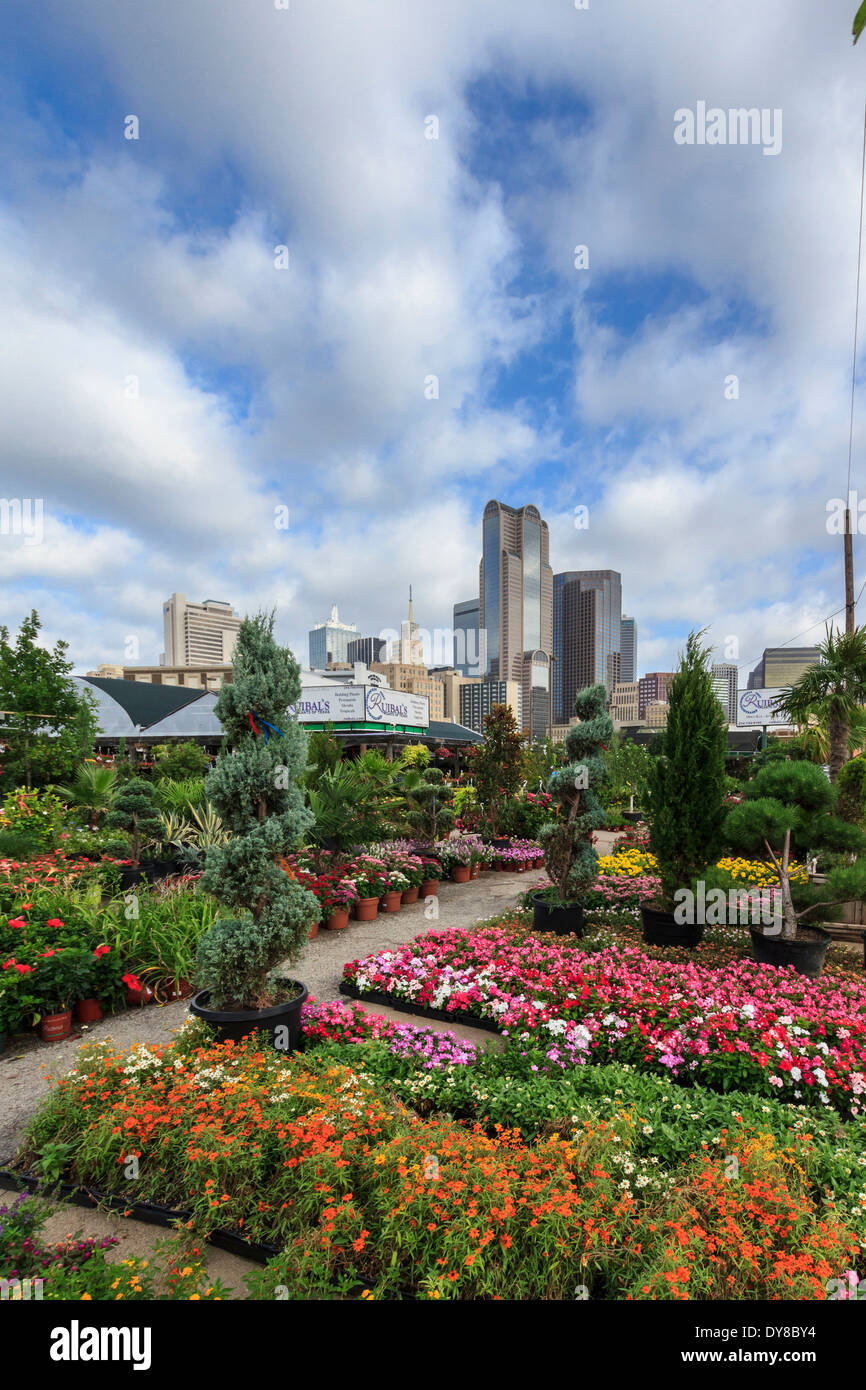 colourful, Dallas, Farmers Market, garden center, nursery, Ruibal, skyline, Texas, USA, United States, America, Stock Photo