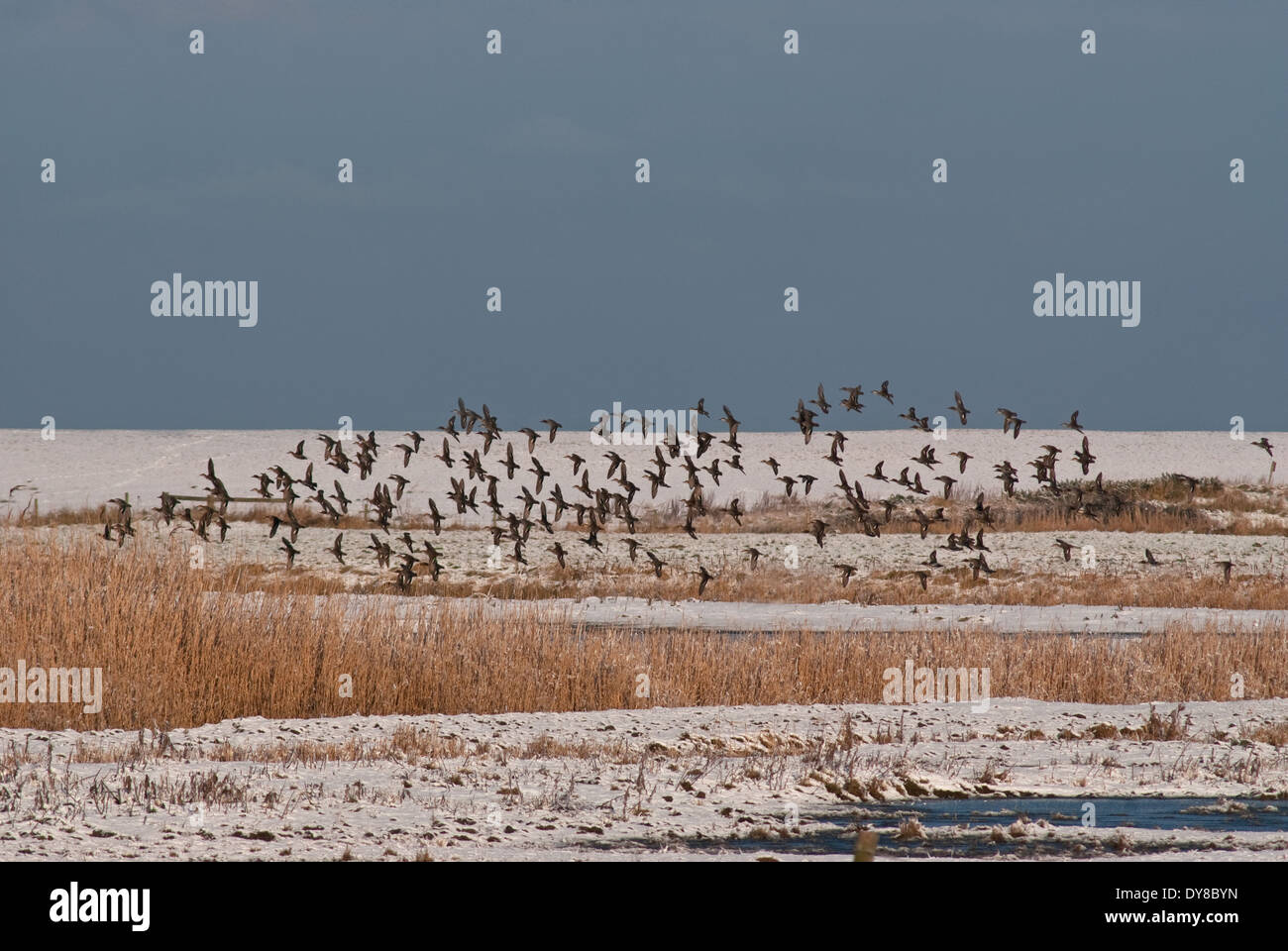 European Teal (Anas crecca crecca) on coastal marsh during winter snow in Great Britain Stock Photo