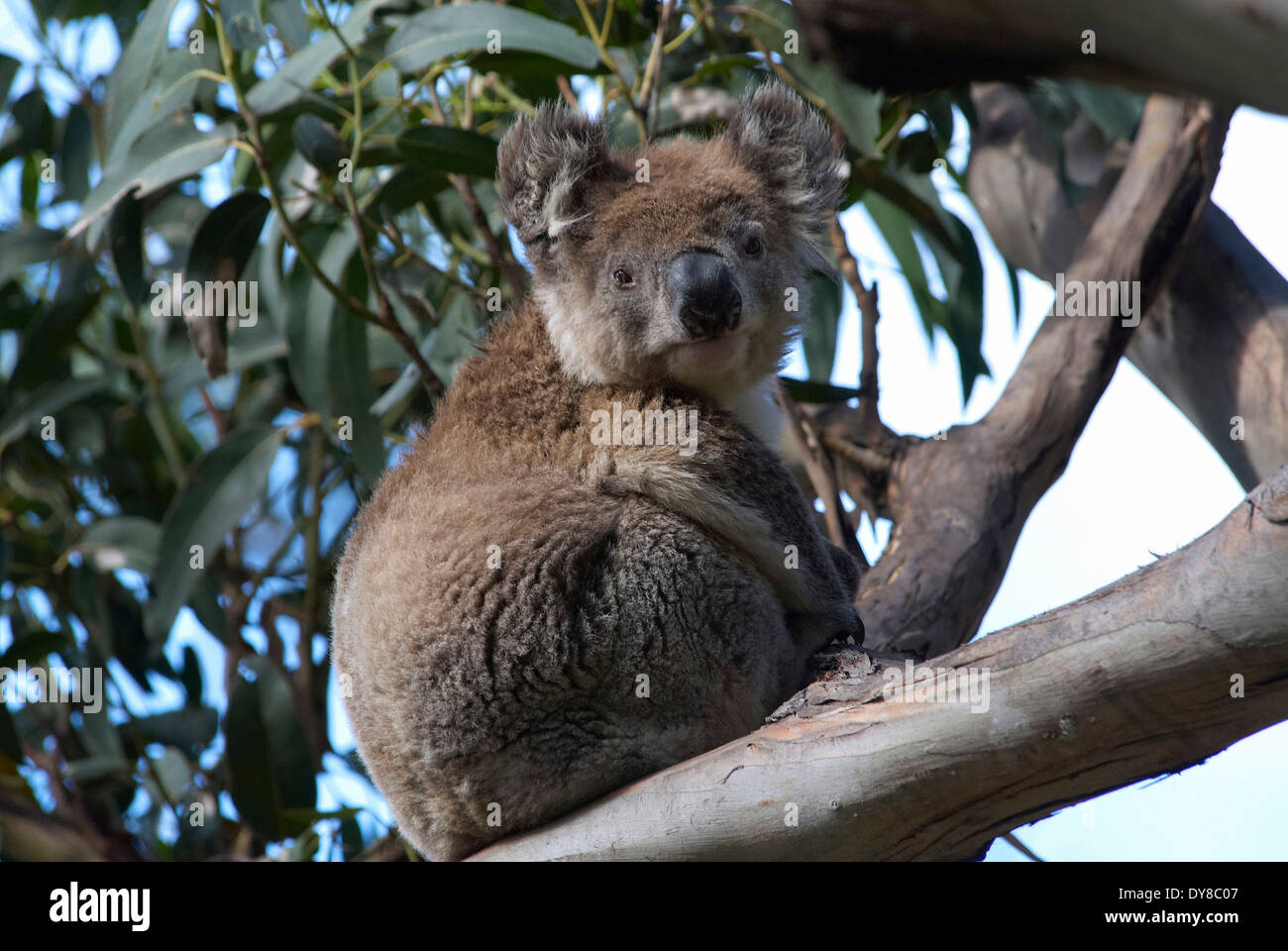 Animal koala hi-res stock photography and images - Alamy