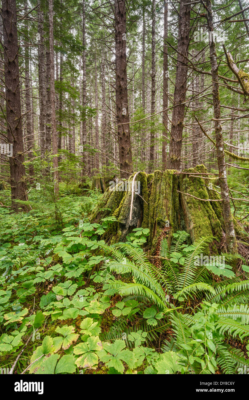 Huge tree stumps are all that's left from original rain forest in Strathcona Provincial Park, Vancouver Island, British Columbia Stock Photo