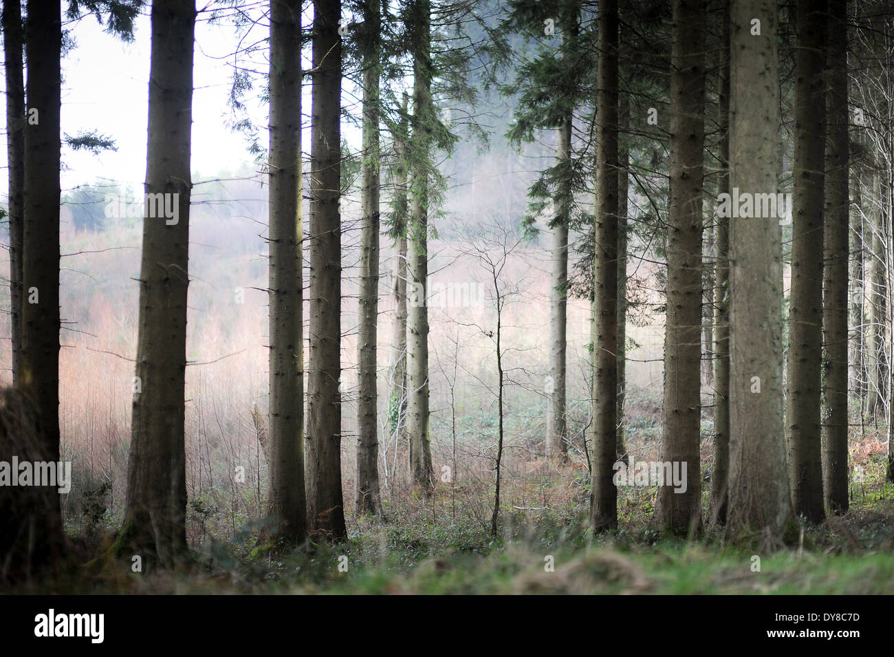 British, Welsh, Winter woods, spruce trees Stock Photo