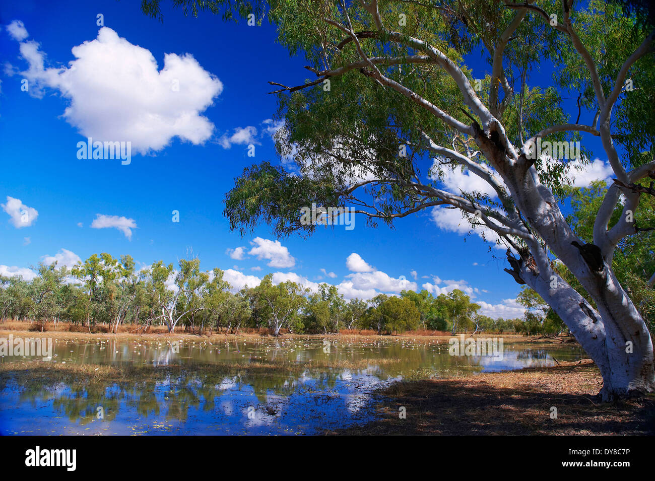 Australia, Billabong, Queensland, Savannah Way, Burketown, river, flow, Stock Photo