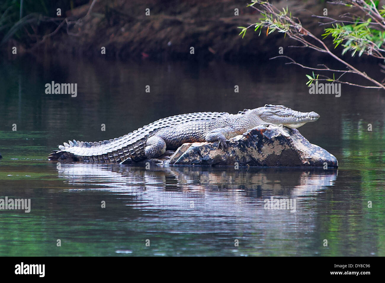Australia, Ayton, crocodile, Queensland, rain forest, animal, river Stock Photo 68412098 Alamy
