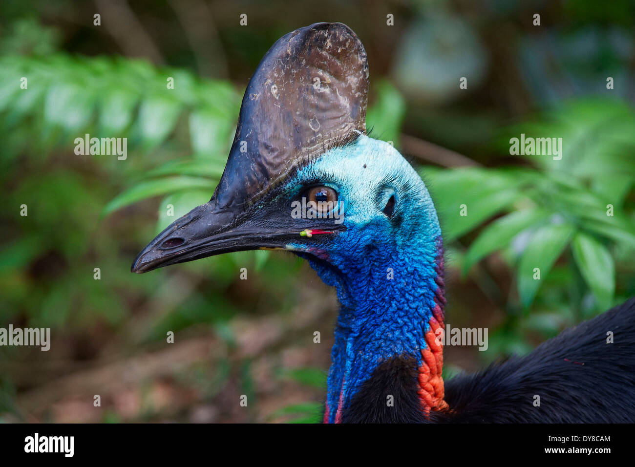 Australia, cassowary, Casuarius, australian cassowary, mission Beach, Queensland, animal, blue, bird Stock Photo